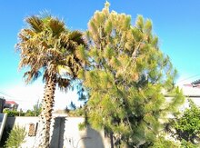 Palma ağacı