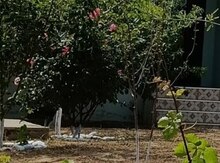Bağ evi kirayə verilir, Buzovna qəs.