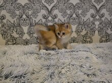 Британский котёнок