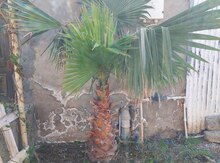 Palma ağacı