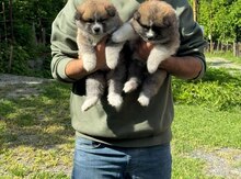 Akita-inu balası