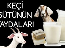 Keçi südü 