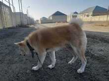 Akita-inu 