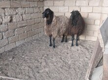 Qoç