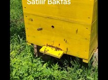 Arı