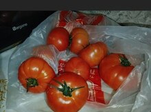 Pomidor