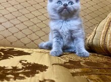 Pişik balaları
