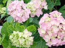 Gartenziya  