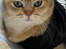 Şinşilla pişiyi (cütləşdirmək üçün)