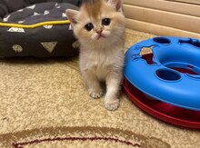 Qızılı Şinşilla balaları