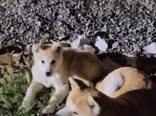Akita-inu balaları