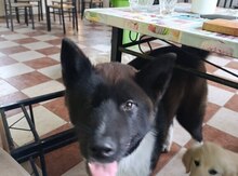 Акита