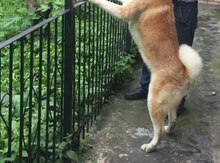 Akita-inu