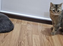 Britan və Qızılı şinşilla pişiyi