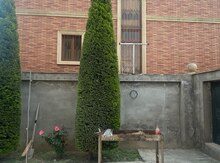 Limon ağacı