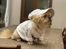 Pekines 