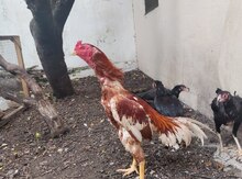 Heyratı xoruzu