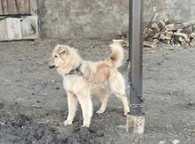 Qafqaz ovçarkası