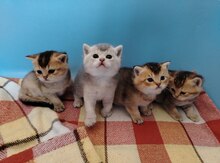 Şinşilla pişiyi balaları