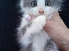 Sibir pişiyi etibarlı əllərə verilir