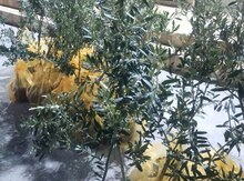 Zeytin ağacı