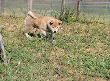 Akita-inu