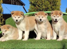 Akita-inu balaları