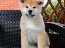 Akita-inu balaları