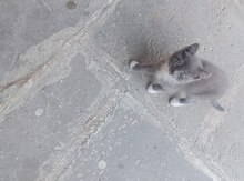 Pişik balaları 