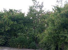 2 sot torpaq sahəsi, Xaçmaz r.