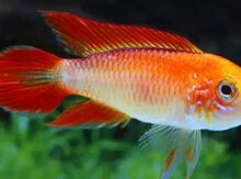 Apistpgramma balıqları 