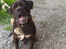 Buldoq