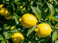 Limon