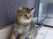 Qızılı şinşilla pişiyi