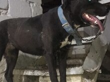 Pitbul 