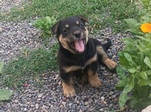 Rotveyler balası