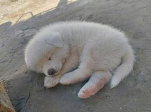 Akita-inu balası 