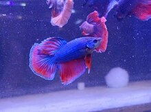 Betta balıqları 