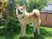 Akita-inu
