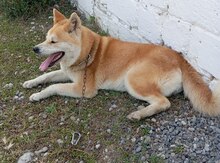 Akita-inu