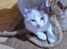 Тайские котята Сноу Шу 
