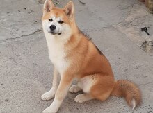 Akita-inu