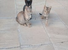 Avropa pişiyi balaları 