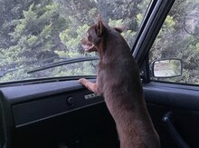 Çixuaxua