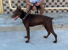 Doberman