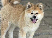 Akita-inu balası