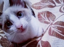 Тайские котята