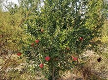 541 sot torpaq sahəsi, Göyçay r.