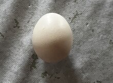 Toyuq yumurtası