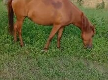 Atlar